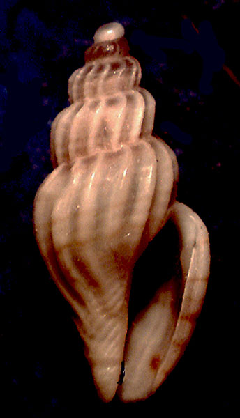 Confronto tra due nicchi di Mangelia